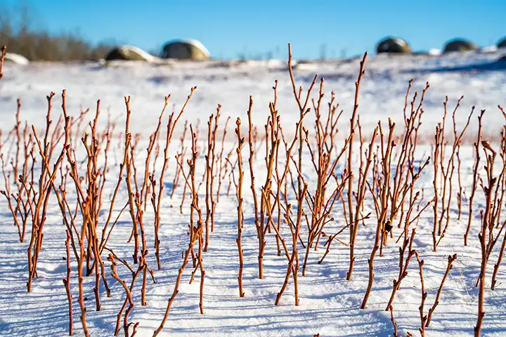 Photo of Winter season